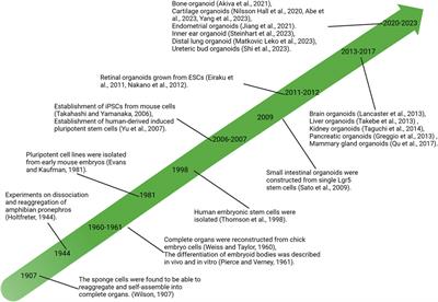 Cartilage organoids and osteoarthritis research: a narrative review